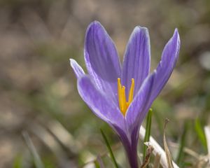 Preview wallpaper saffron, flower, petals, purple