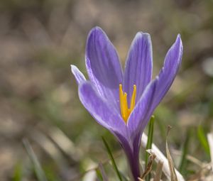 Preview wallpaper saffron, flower, petals, purple