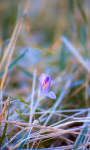 Preview wallpaper saffron, flower, petals