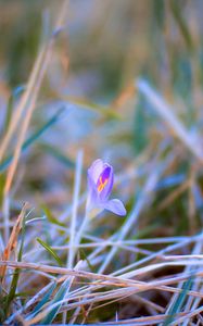 Preview wallpaper saffron, flower, petals