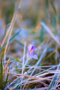 Preview wallpaper saffron, flower, petals