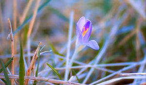 Preview wallpaper saffron, flower, petals