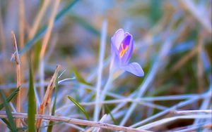 Preview wallpaper saffron, flower, petals