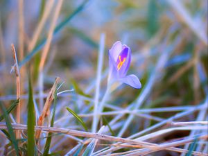 Preview wallpaper saffron, flower, petals