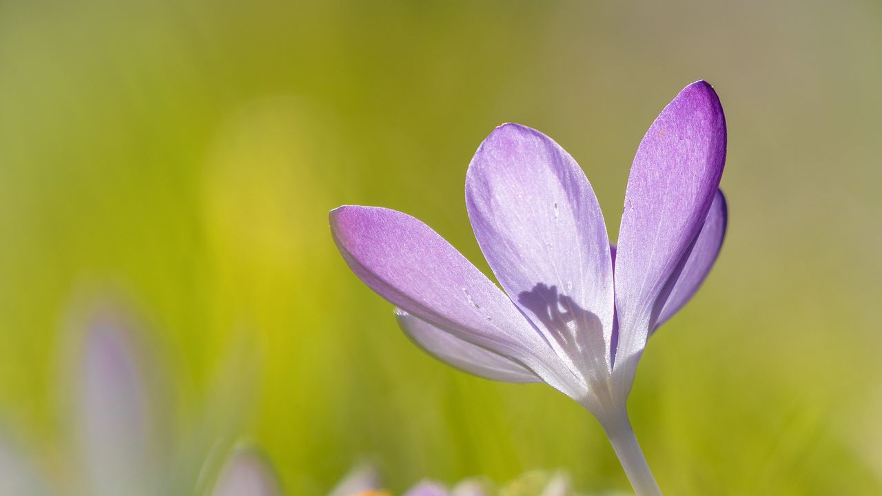 Wallpaper saffron, flower, petals, purple, blur