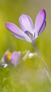 Preview wallpaper saffron, flower, petals, purple, blur