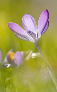 Preview wallpaper saffron, flower, petals, purple, blur