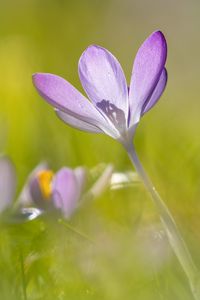 Preview wallpaper saffron, flower, petals, purple, blur