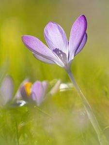 Preview wallpaper saffron, flower, petals, purple, blur