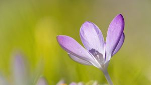 Preview wallpaper saffron, flower, petals, purple, blur