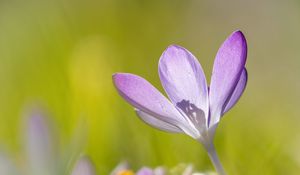 Preview wallpaper saffron, flower, petals, purple, blur