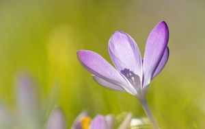 Preview wallpaper saffron, flower, petals, purple, blur