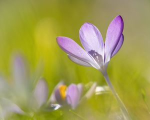 Preview wallpaper saffron, flower, petals, purple, blur