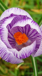 Preview wallpaper saffron, flower, petals, purple, macro
