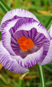 Preview wallpaper saffron, flower, petals, purple, macro