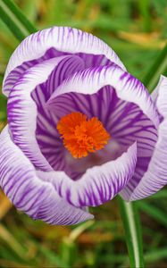 Preview wallpaper saffron, flower, petals, purple, macro