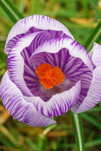 Preview wallpaper saffron, flower, petals, purple, macro