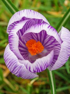 Preview wallpaper saffron, flower, petals, purple, macro