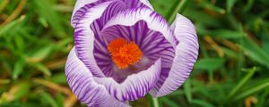 Preview wallpaper saffron, flower, petals, purple, macro