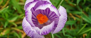 Preview wallpaper saffron, flower, petals, purple, macro