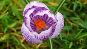 Preview wallpaper saffron, flower, petals, purple, macro