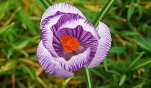 Preview wallpaper saffron, flower, petals, purple, macro