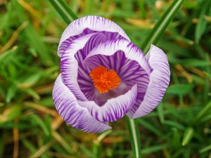 Preview wallpaper saffron, flower, petals, purple, macro