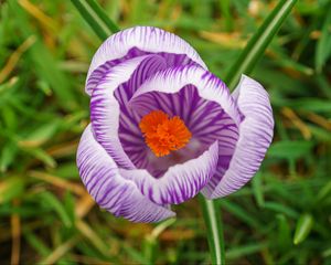 Preview wallpaper saffron, flower, petals, purple, macro