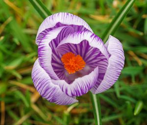 Preview wallpaper saffron, flower, petals, purple, macro