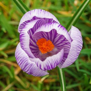 Preview wallpaper saffron, flower, petals, purple, macro