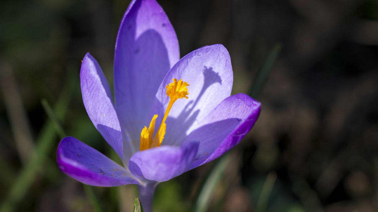 Wallpaper saffron, flower, purple, blur