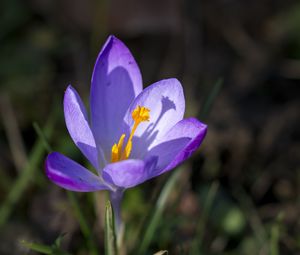 Preview wallpaper saffron, flower, purple, blur