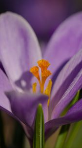 Preview wallpaper saffron, flower, purple, macro, nature
