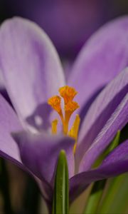 Preview wallpaper saffron, flower, purple, macro, nature