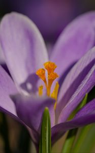 Preview wallpaper saffron, flower, purple, macro, nature