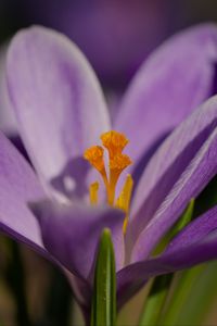 Preview wallpaper saffron, flower, purple, macro, nature