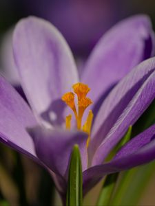 Preview wallpaper saffron, flower, purple, macro, nature