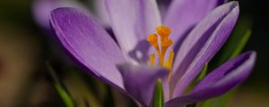 Preview wallpaper saffron, flower, purple, macro, nature