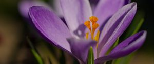 Preview wallpaper saffron, flower, purple, macro, nature