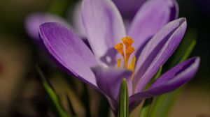 Preview wallpaper saffron, flower, purple, macro, nature