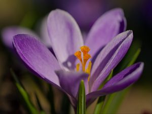 Preview wallpaper saffron, flower, purple, macro, nature