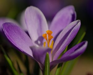 Preview wallpaper saffron, flower, purple, macro, nature