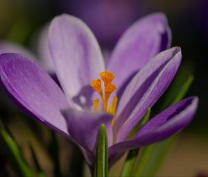 Preview wallpaper saffron, flower, purple, macro, nature