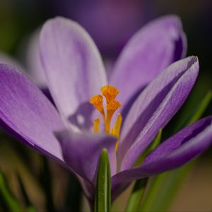 Preview wallpaper saffron, flower, purple, macro, nature
