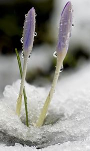 Preview wallpaper saffron, flowers, buds, snow, macro