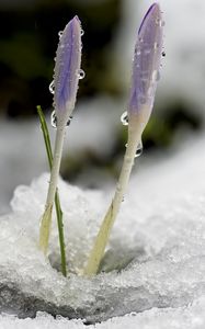 Preview wallpaper saffron, flowers, buds, snow, macro