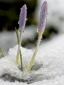 Preview wallpaper saffron, flowers, buds, snow, macro