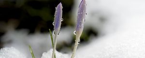 Preview wallpaper saffron, flowers, buds, snow, macro