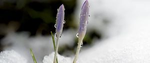 Preview wallpaper saffron, flowers, buds, snow, macro