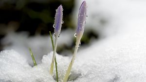 Preview wallpaper saffron, flowers, buds, snow, macro